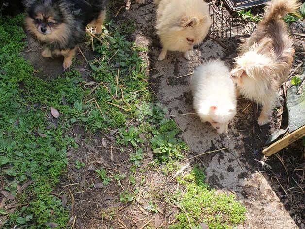 Pomeranian puppies for sale in Horsham, Worcestershire – 1 year old - Image 3 of 5