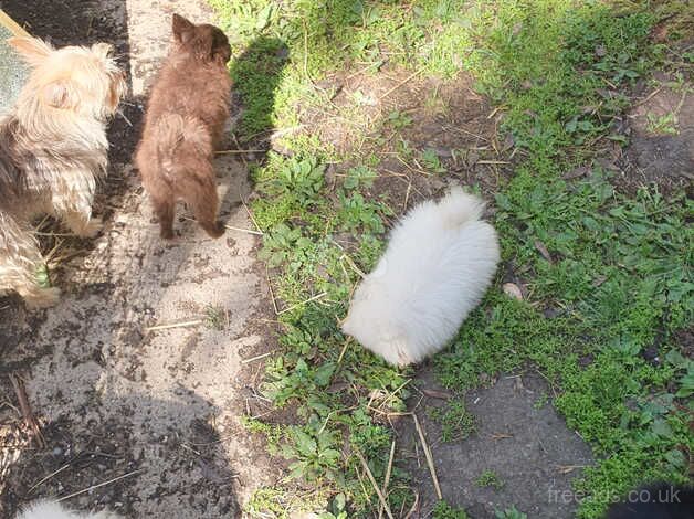 Pomeranian puppies for sale in Horsham, Worcestershire – 1 year old - Image 4 of 5