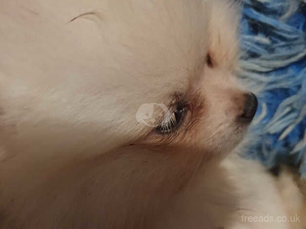 Pomeranian puppies for sale in Horsham, Worcestershire – 1 year old - Image 5 of 5