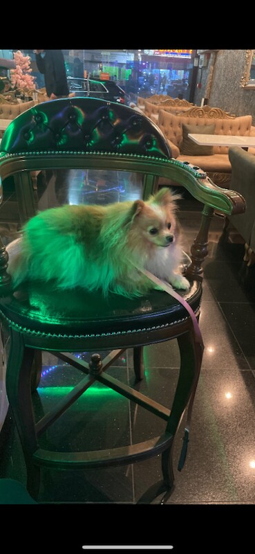 Pomeranian with passport for sale!!!! - Image 2 of 3