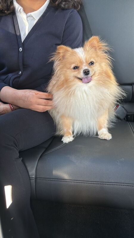 Pomeranian with passport for sale!!!! - Image 3 of 3
