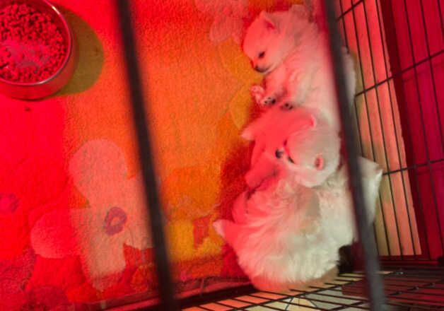 Pomeranian puppies for sale in Warrington, Cheshire – 1 year old - Image 2 of 3