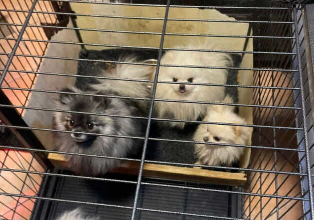 Pomeranian puppies for sale in Warrington, Cheshire – 1 year old - Image 3 of 3