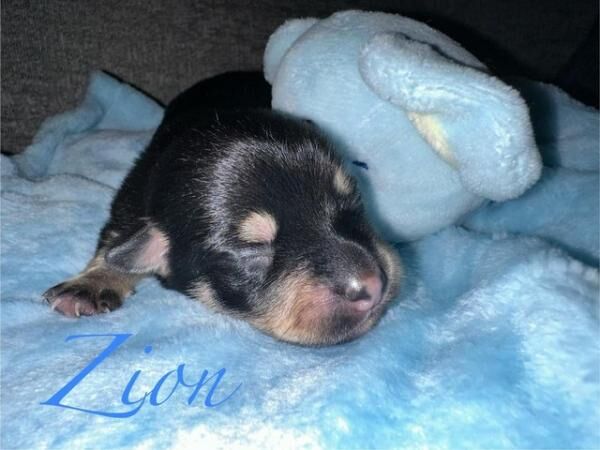 Pomeranian puppies for sale in Manchester, Greater Manchester – 1 year old - Image 2 of 5