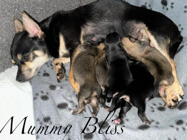 Pomeranian puppies for sale in Manchester, Greater Manchester – 1 year old - Image 3 of 5