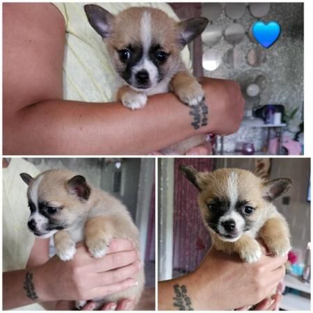 Pomeranian puppies for sale in Stowmarket, Suffolk – 1 year old - Image 2 of 5