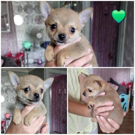 Pomeranian puppies for sale in Stowmarket, Suffolk – 1 year old - Image 3 of 5