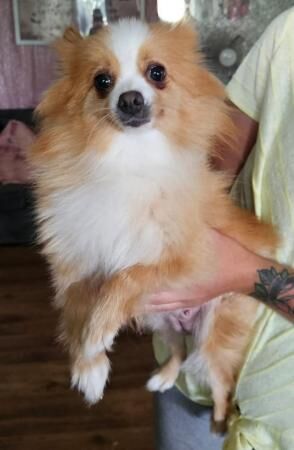 Pomeranian puppies for sale in Stowmarket, Suffolk – 1 year old - Image 4 of 5