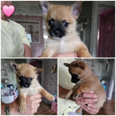 Pomeranian puppies for sale in Stowmarket, Suffolk – 1 year old - Image 5 of 5