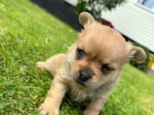 Pomeranian puppies for sale in Tonbridge, Kent – 10 months old - Image 1 of 5