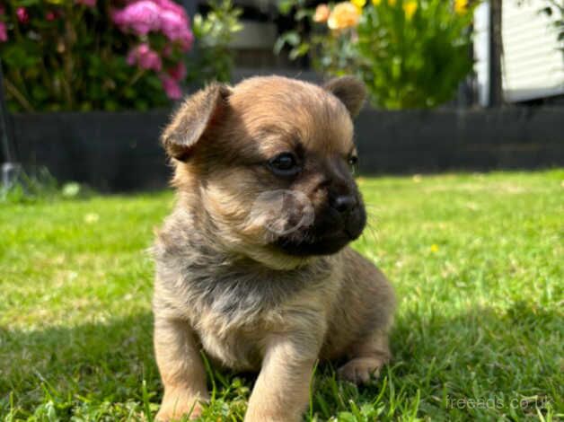 Pomeranian puppies for sale in Tonbridge, Kent – 10 months old - Image 2 of 5