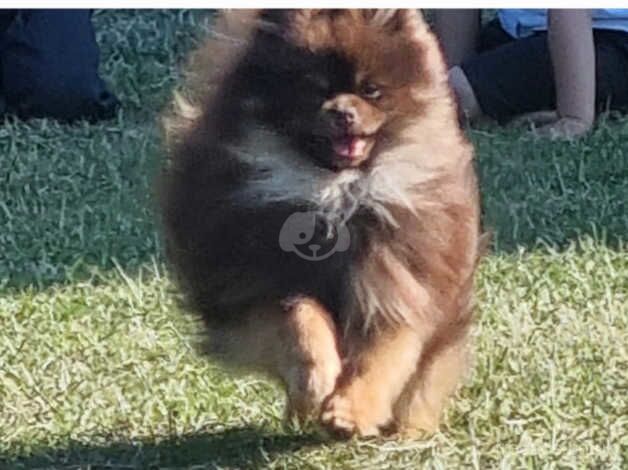 Pomeranian puppies for sale in Tonbridge, Kent – 10 months old - Image 4 of 5