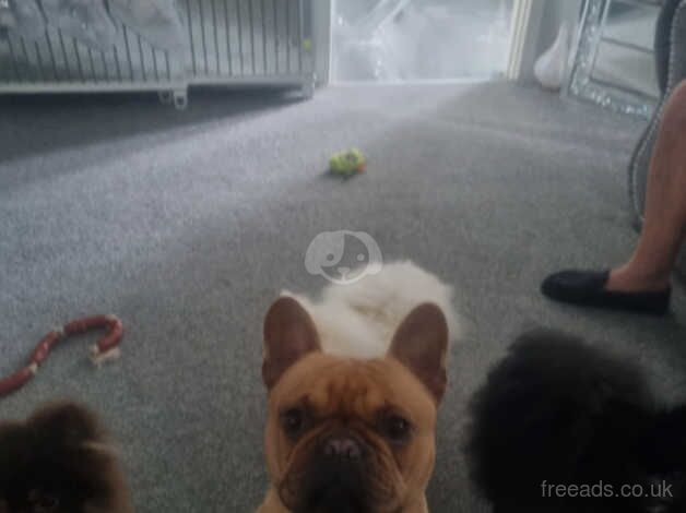Pomeranian puppies for sale in Tonbridge, Kent – 10 months old - Image 5 of 5