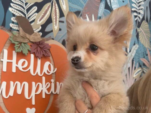 Pomeranian puppies for sale in Bishop's Hull, Somerset – 1 year old - Image 2 of 5