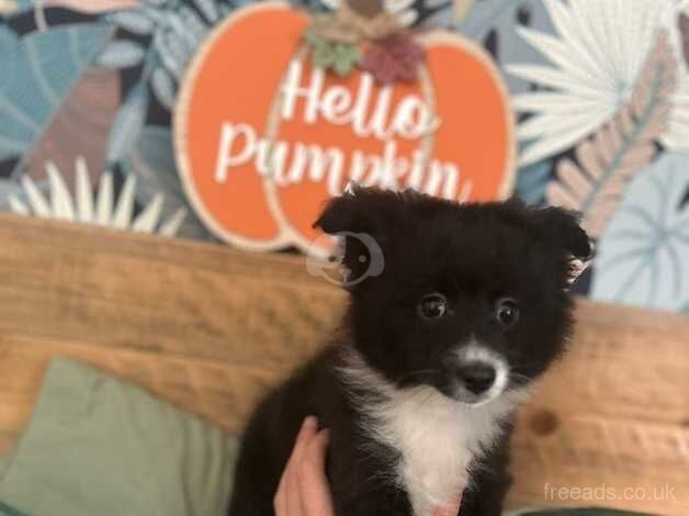 Pomeranian puppies for sale in Bishop's Hull, Somerset – 1 year old - Image 3 of 5