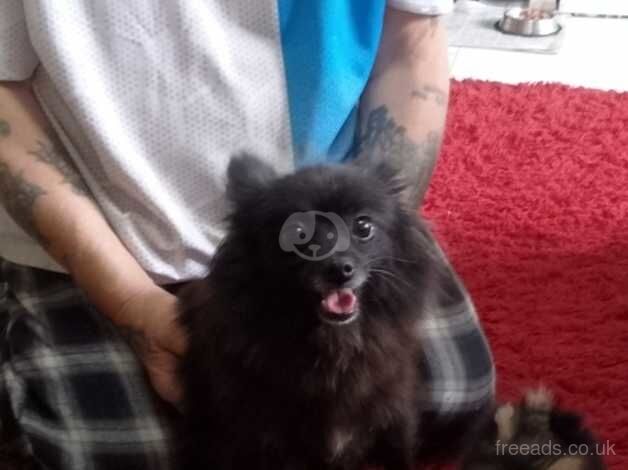 Pomeranian puppies for sale in Bishop's Hull, Somerset – 1 year old - Image 4 of 5