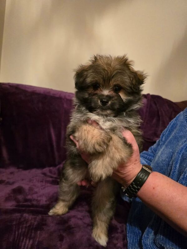 Pomeranian puppies for sale in Steyning, West Sussex – 1 year old - Image 1 of 3