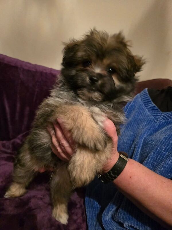 Pomeranian x Maltese for sale in Steyning, West Sussex - Image 2