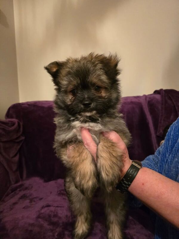 Pomeranian x Maltese for sale in Steyning, West Sussex - Image 3