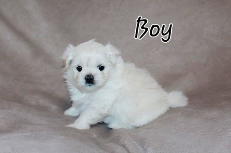 Pomeranian puppies for sale in Chester, Cheshire – 1 year old - Image 3 of 3