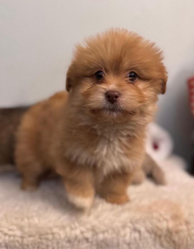 Pomeranian puppies for sale in Cumbernauld, Dunbartonshire – 10 weeks old
