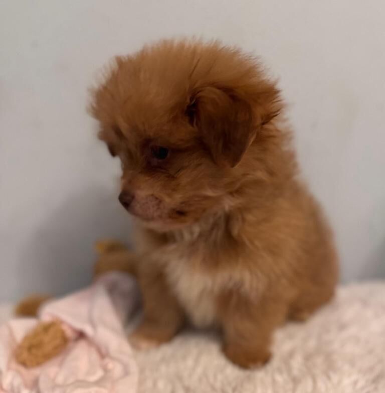 Pomeranian puppies for sale in Cumbernauld, Dunbartonshire – 10 weeks old - Image 2 of 4
