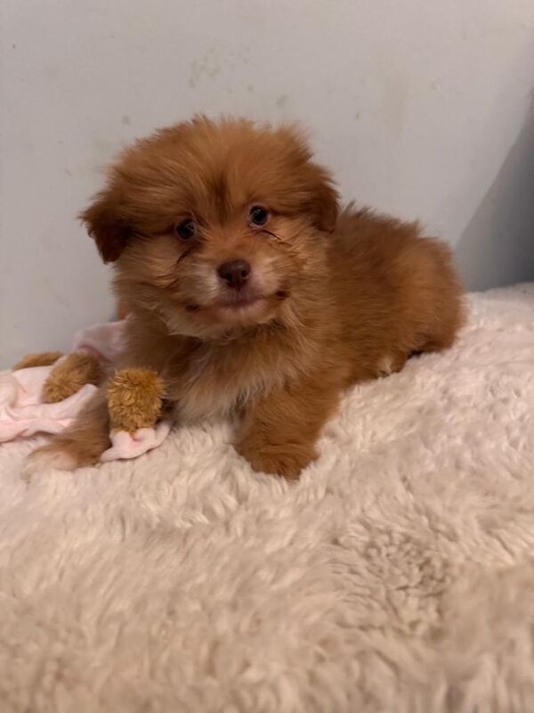 Pomeranian puppies for sale in Cumbernauld, Dunbartonshire – 10 weeks old - Image 3 of 4
