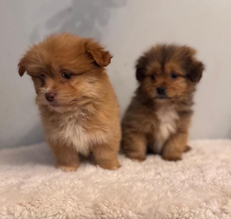 Pomeranian puppies for sale in Cumbernauld, Dunbartonshire – 10 weeks old - Image 4 of 4