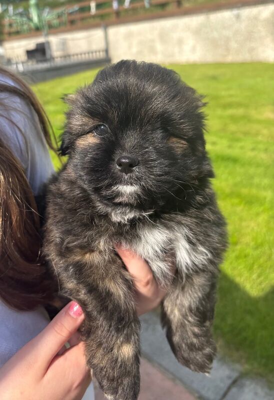 Pomeranian x shih-tzu for sale in Tandragee, County Armagh
