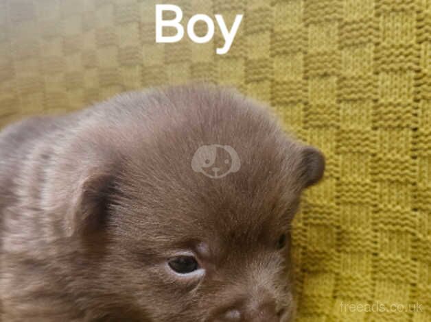 Pomeranian puppies for sale in Southampton, Hampshire – 1 year old - Image 2 of 5