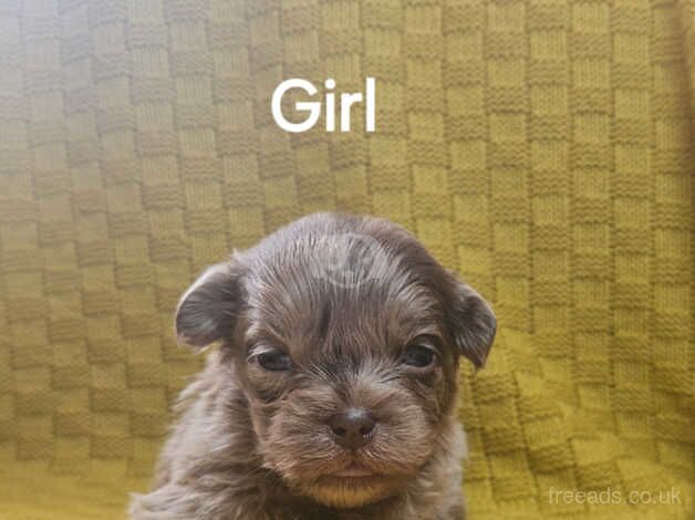 Pomeranian puppies for sale in Southampton, Hampshire – 1 year old - Image 3 of 5