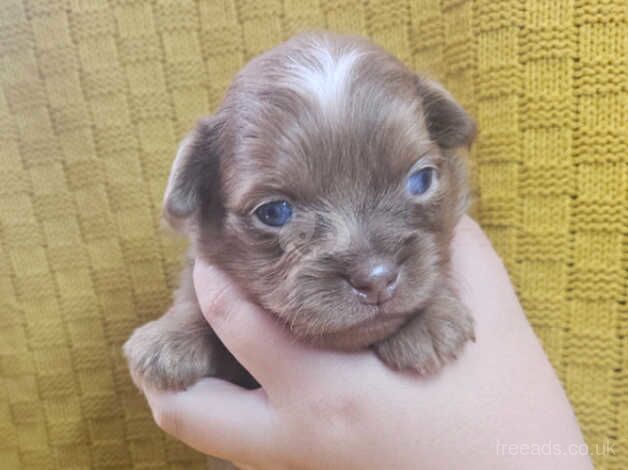 Pomeranian puppies for sale in Southampton, Hampshire – 1 year old - Image 4 of 5