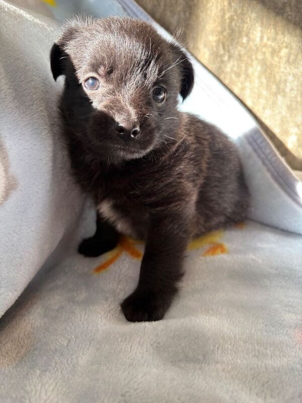 Pomeranian puppies for sale in Brentwood, Essex – 5 weeks old - Image 3 of 5