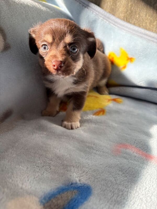 Pomeranian puppies for sale in Brentwood, Essex – 5 weeks old - Image 5 of 5
