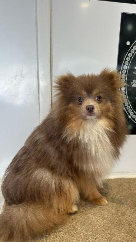 Pomeranians for sale in South East London, London