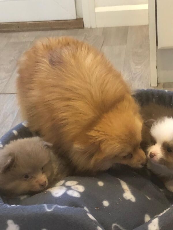 Pomeranians for sale in South East London, London | Image 2