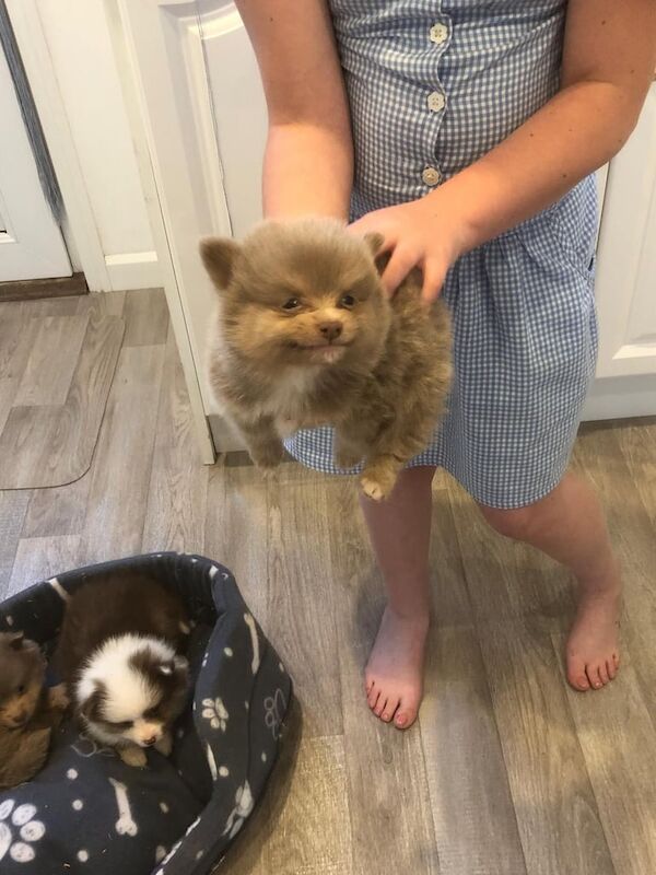 Pomeranians for sale in South East London, London | Image 3