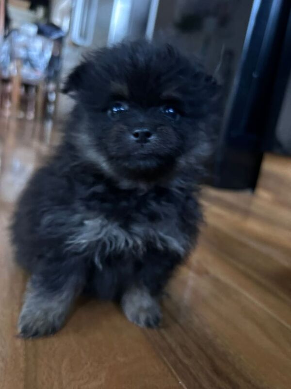Pomeranian puppies for sale in Rochester, Kent – 8 weeks old