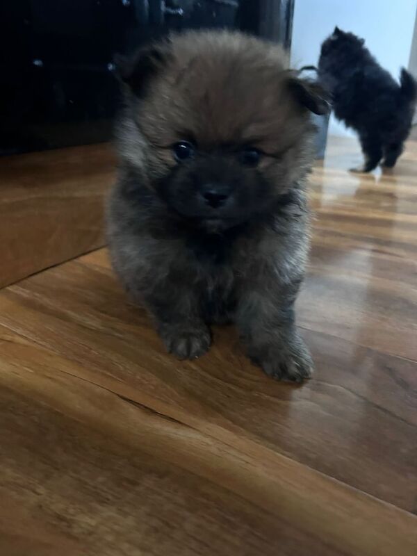 Pomeranian puppies for sale in Rochester, Kent – 8 weeks old - Image 2 of 3