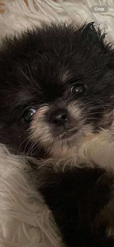 Pomeranian puppies for sale in Rochester, Kent – 8 weeks old - Image 3 of 3