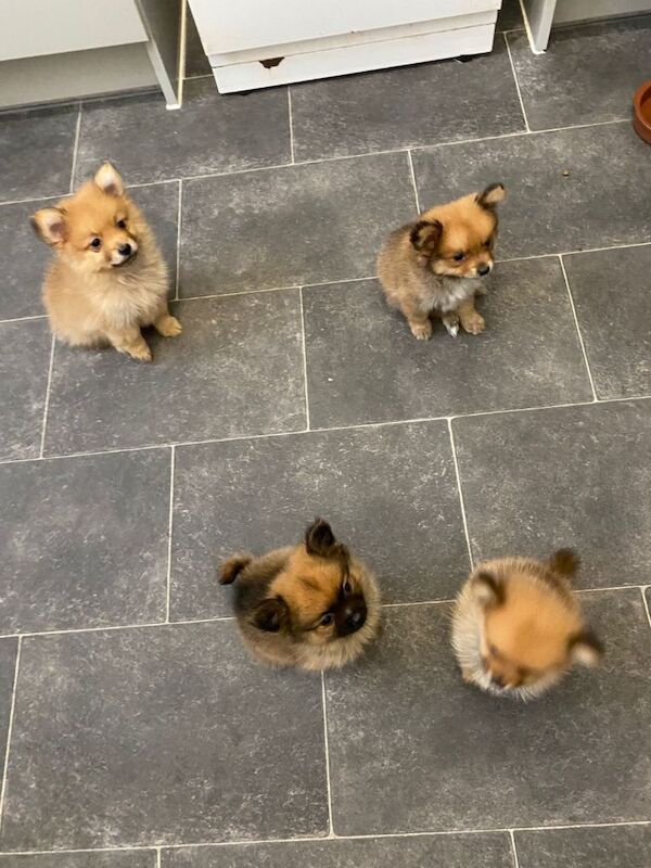Pomeranian Puppies For Sale
