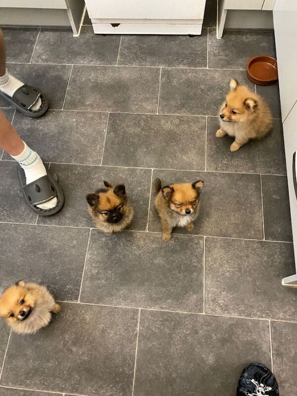 Pomeranians - Image 2 of 3