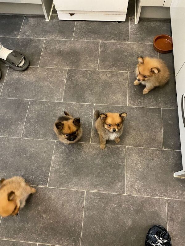 Pomeranians - Image 3 of 3