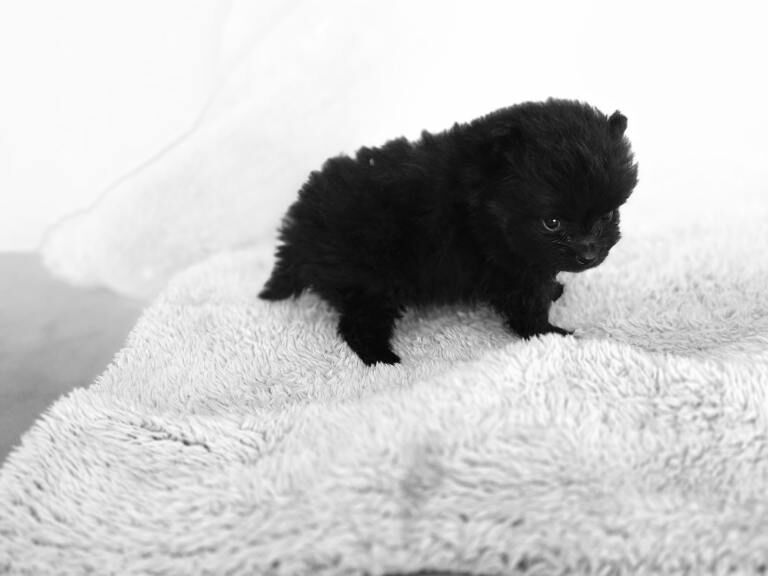 Pomeranians - Image 2 of 4