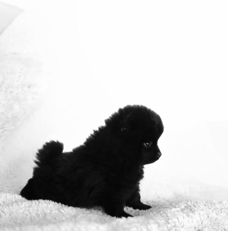 Pomeranians - Image 3 of 4