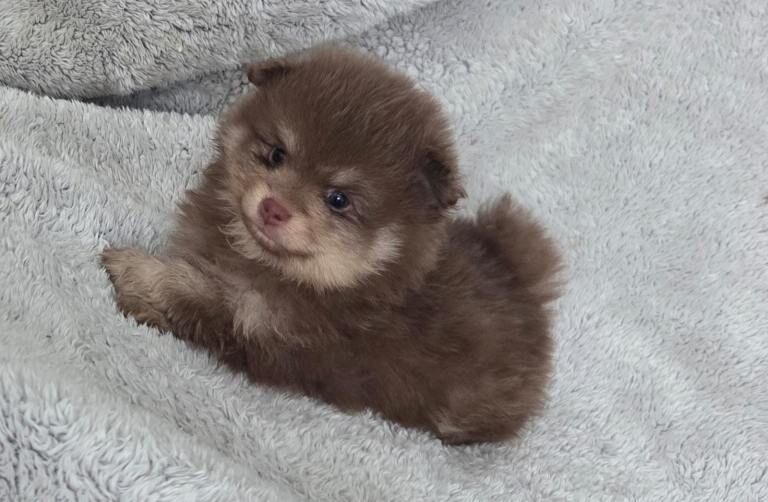 Pomeranians - Image 4 of 4