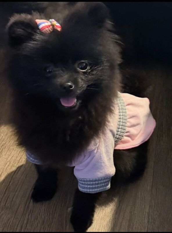 Pomeranians For Sale - Image 2 of 4