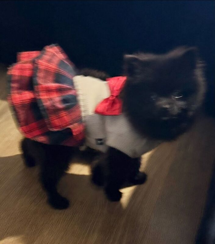 Pomeranians For Sale - Image 3 of 4