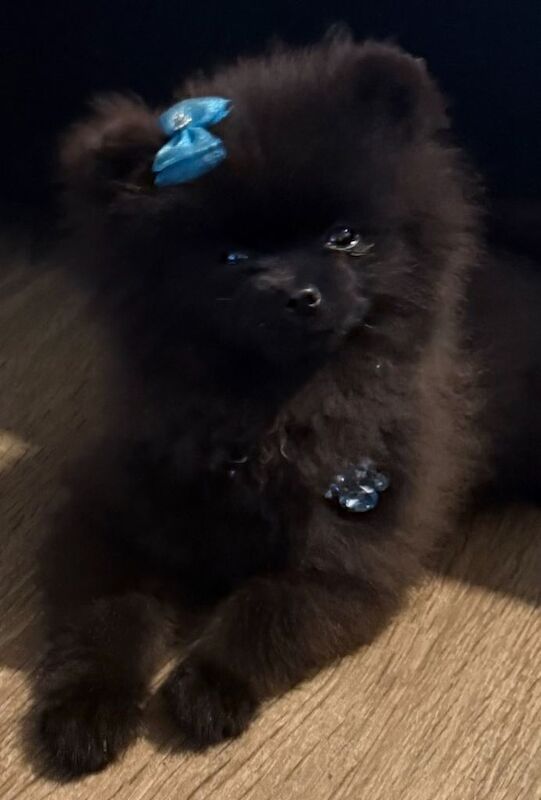 Pomeranians For Sale - Image 4 of 4