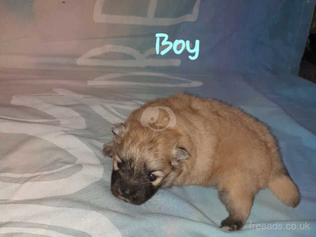 Pomeranian puppies for sale in Bolton, Manchester – 1 year old - Image 2 of 5